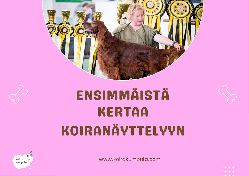 Ensimmäinen koiranäyttely kutsuu – lähde rohkeasti mukaan! Vinkit ensikertalaisille by KoiraKumpula/Mom&Son Oy