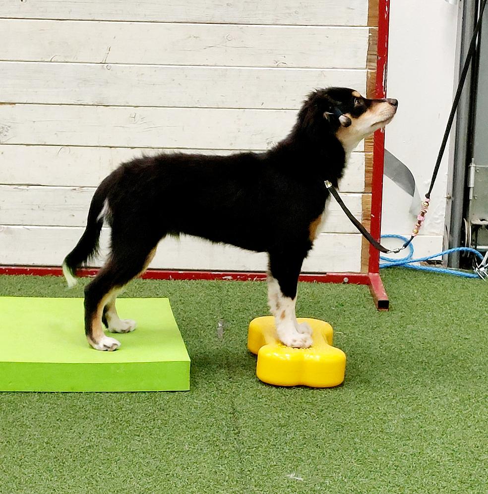 Koiran kotijumppa – turvallisia ja hauskoja harjoituksia kotona! by KoiraKumpula/Mom&Son Oy